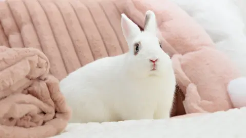 Porady dotyczące mieszkań - porady dotyczące małych domów - ogólne porady od FM Bodzio